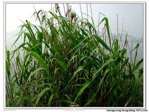 野地的图片,自然之美尽收眼底